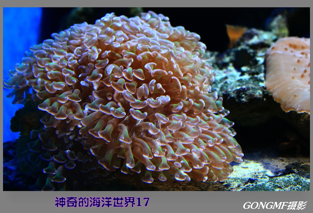 神奇的海洋世界 摄影 gongmf