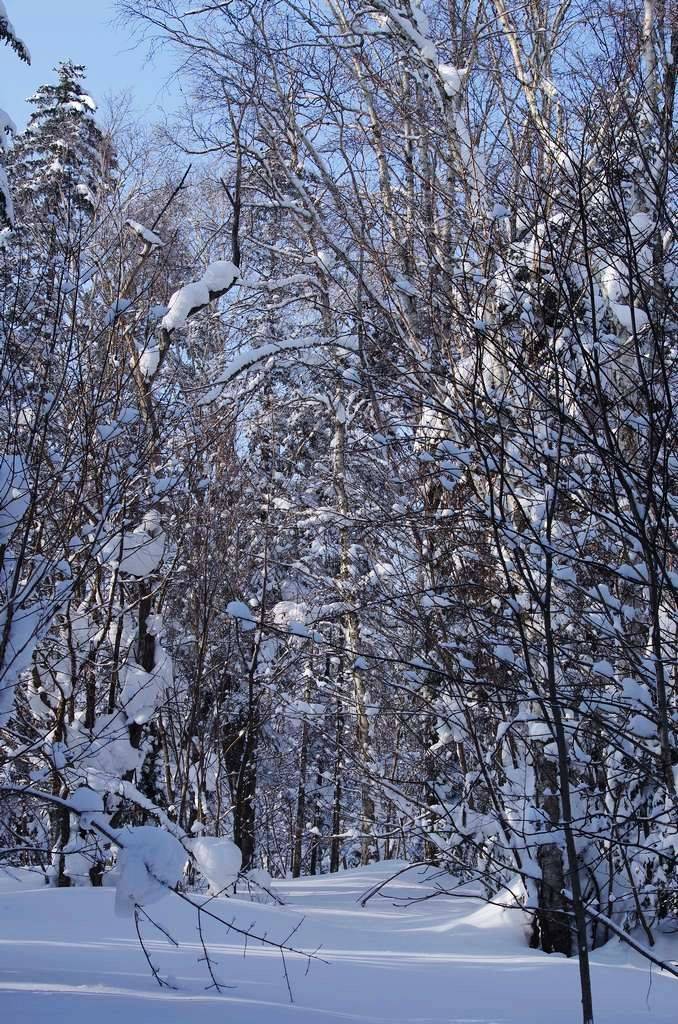 雪中的风景 摄影 升F