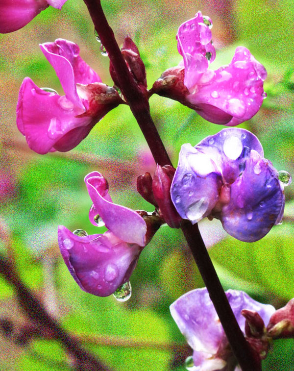 紫红小花雨中艳 摄影 快乐瞬间