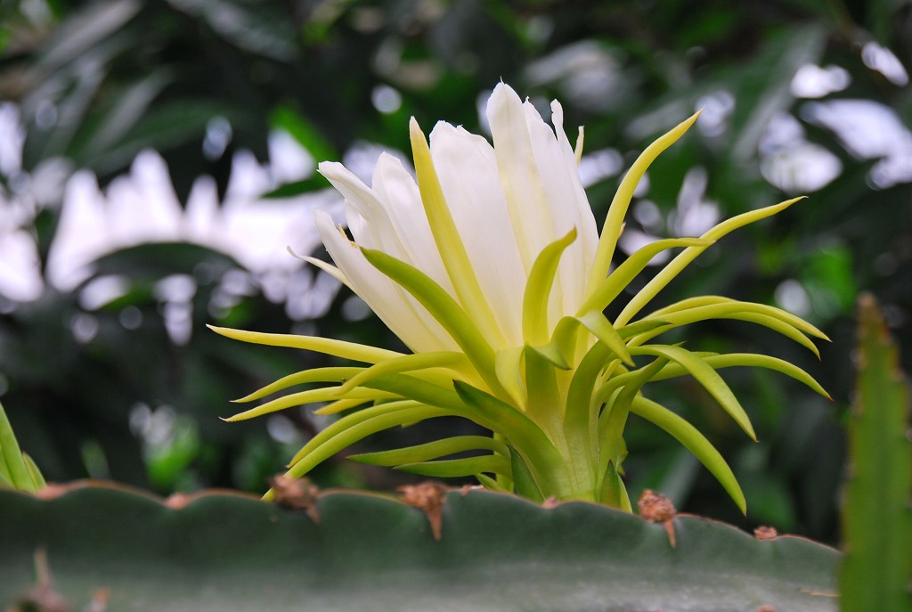 火龙果花 摄影 原原