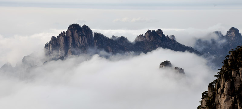 我看黄山4 摄影 老槐树