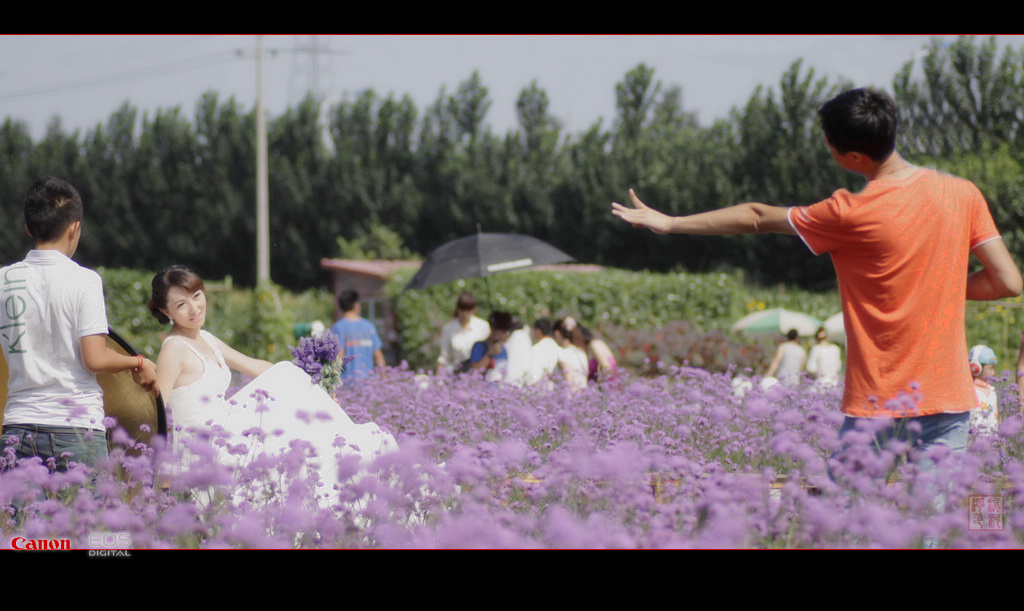 夏天的薰衣草园1 摄影 泥河湾