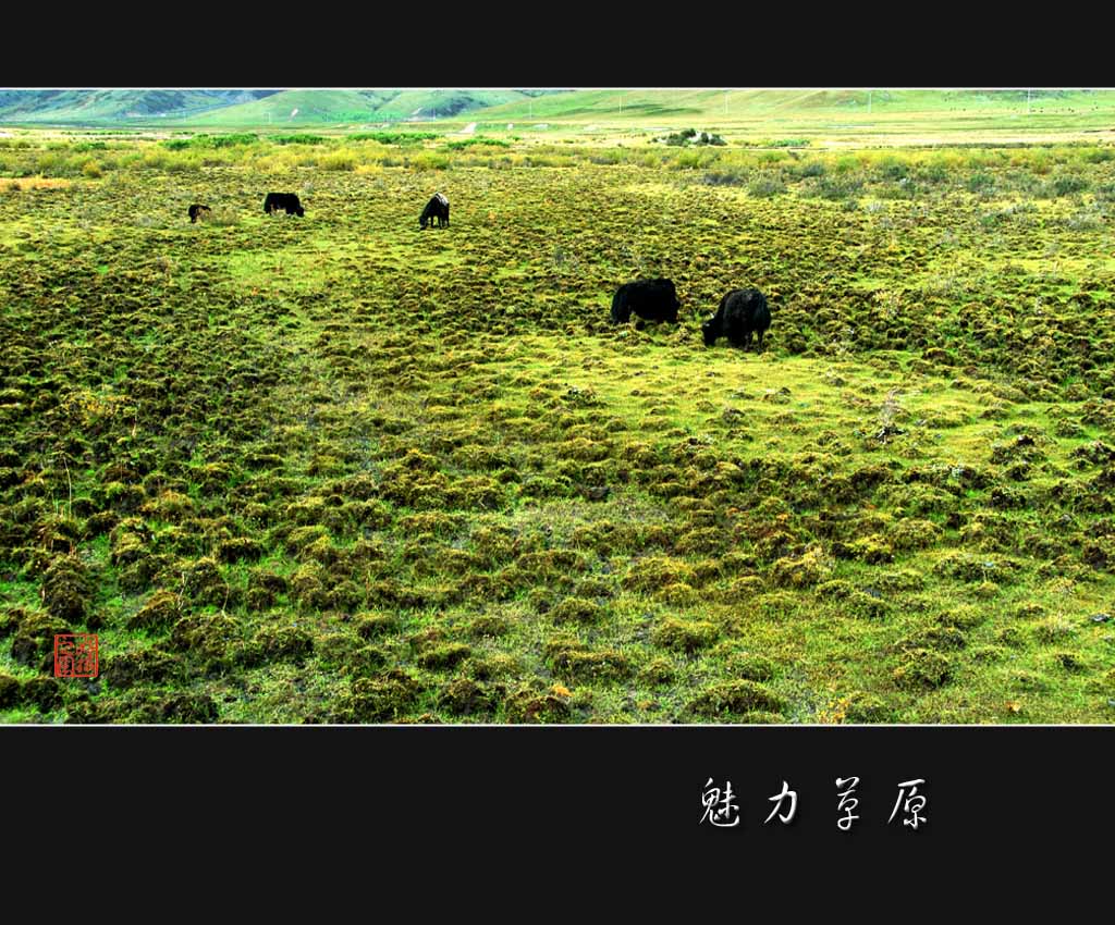 魅力草原：静穆 摄影 一路有你