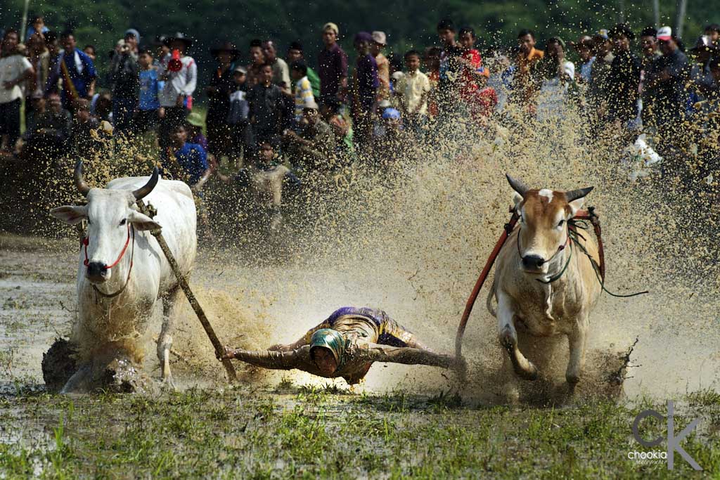 Pacu Jawi Cow's Race # 3 摄影 chookia