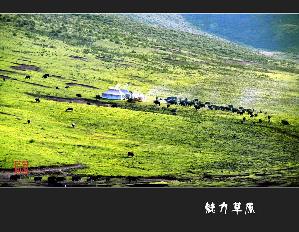 魅力草原：晨牧 摄影 一路有你