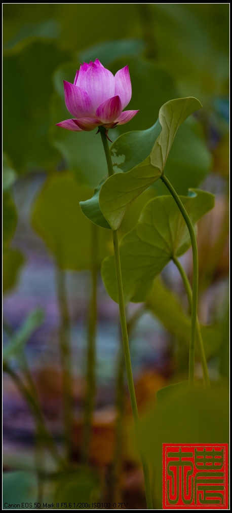 2013荷花 摄影 好摄小生