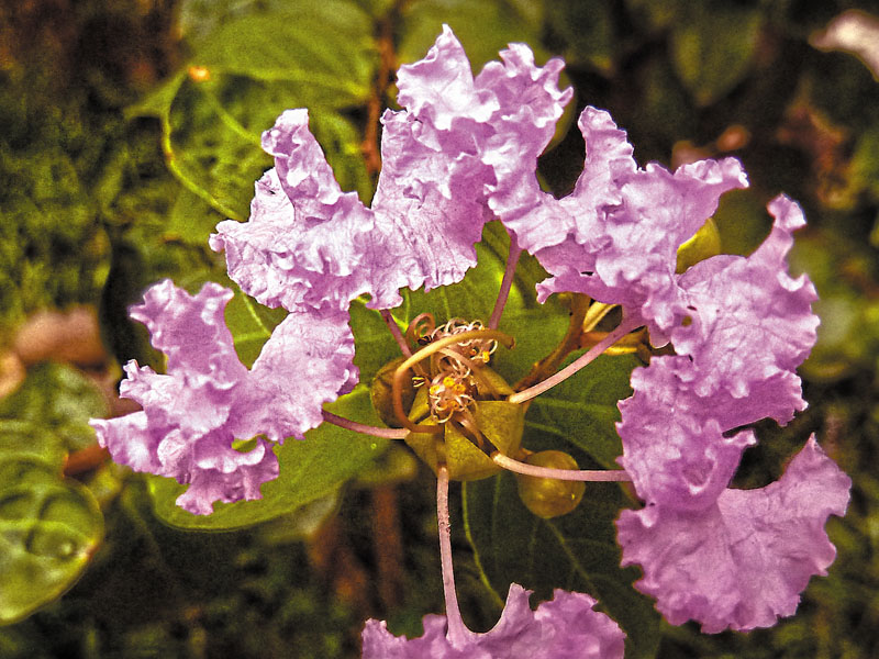 野地里的红花 摄影 翰荣