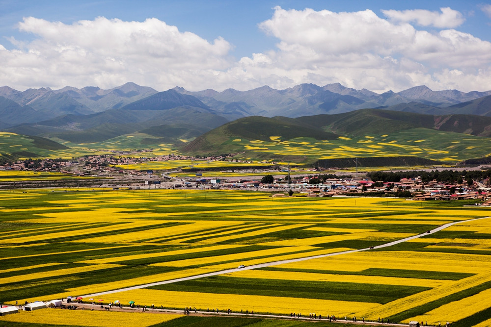 油菜花 摄影 深圳蓝波