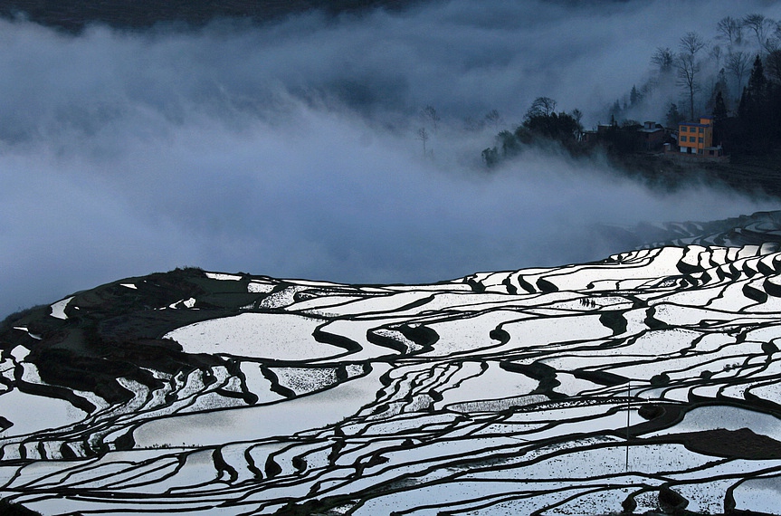 清晨多依树 摄影 wangshihua