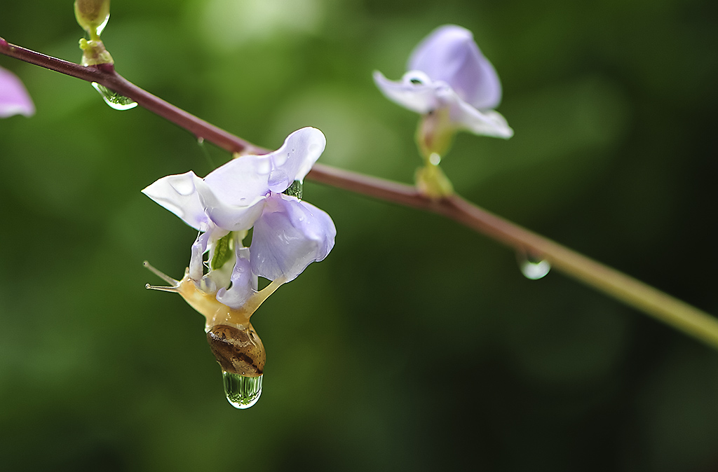 雨拍蜗牛2 摄影 伢儿的愿望