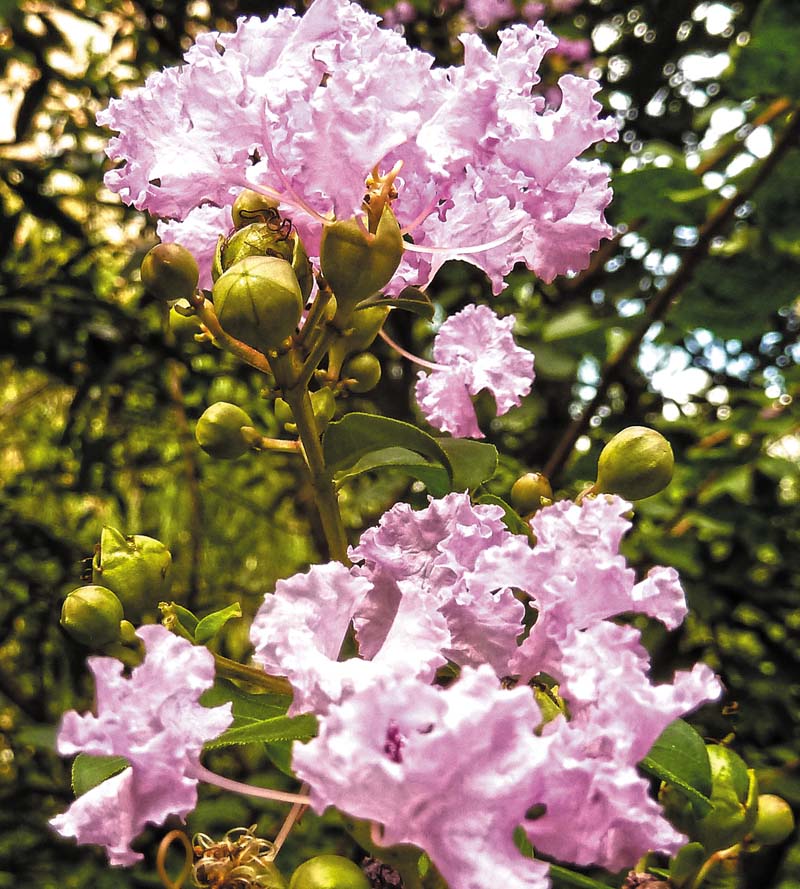 花卉 摄影 翰荣