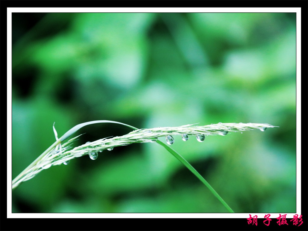 小草雨滴 摄影 湘维胡子