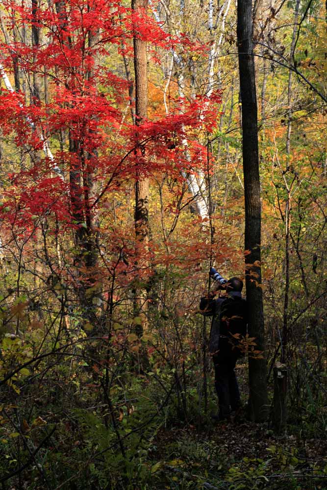 红叶知秋 摄影 香山