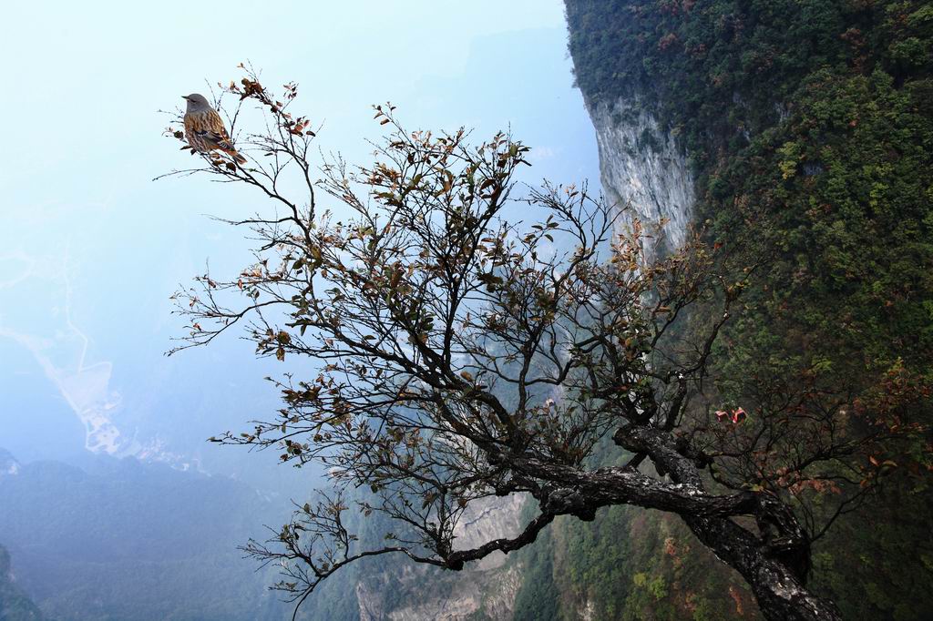 空山鸟语 摄影 蕊宝贝