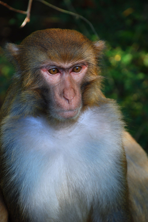 the leader monkey 摄影 苑琦琦琦