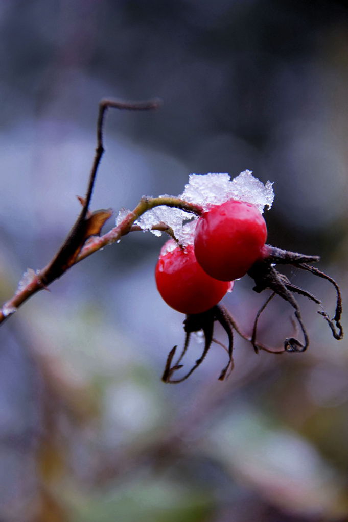 初雪 摄影 青之