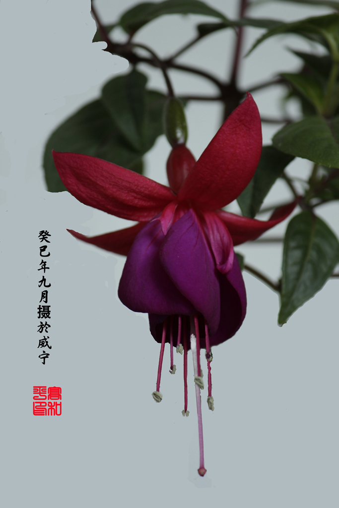 小品－吊灯 摄影 ghp0