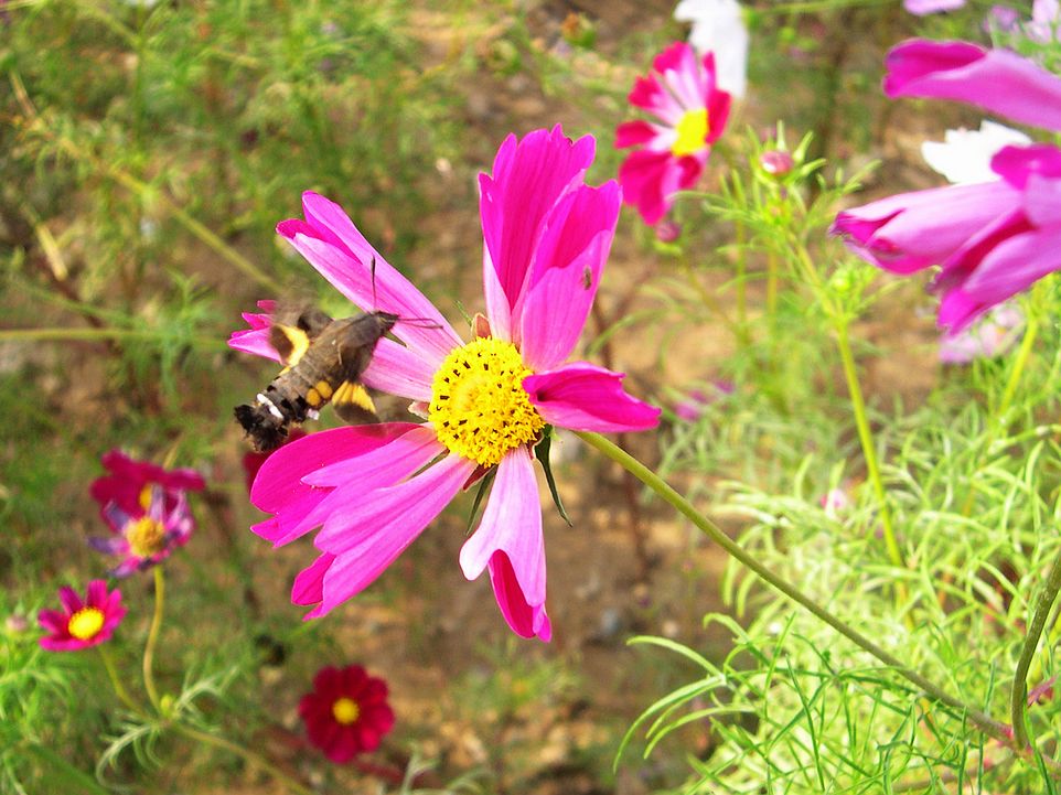 蜂蛾戏花 摄影 西风胡杨