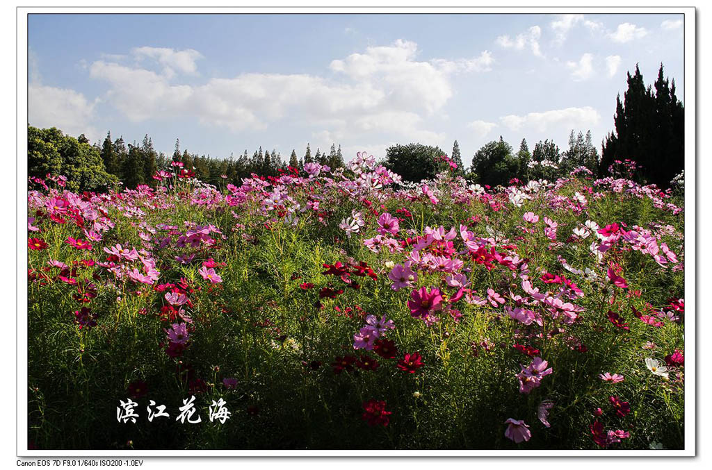 都市森林-林中花海 摄影 狼爪摄友