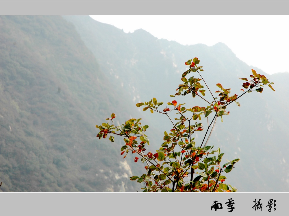 秦岭深处 摄影 森林雨季