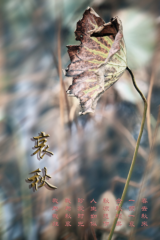 哀秋 摄影 风光无限处