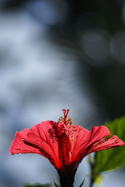 花之舞1 摄影 水灵儿