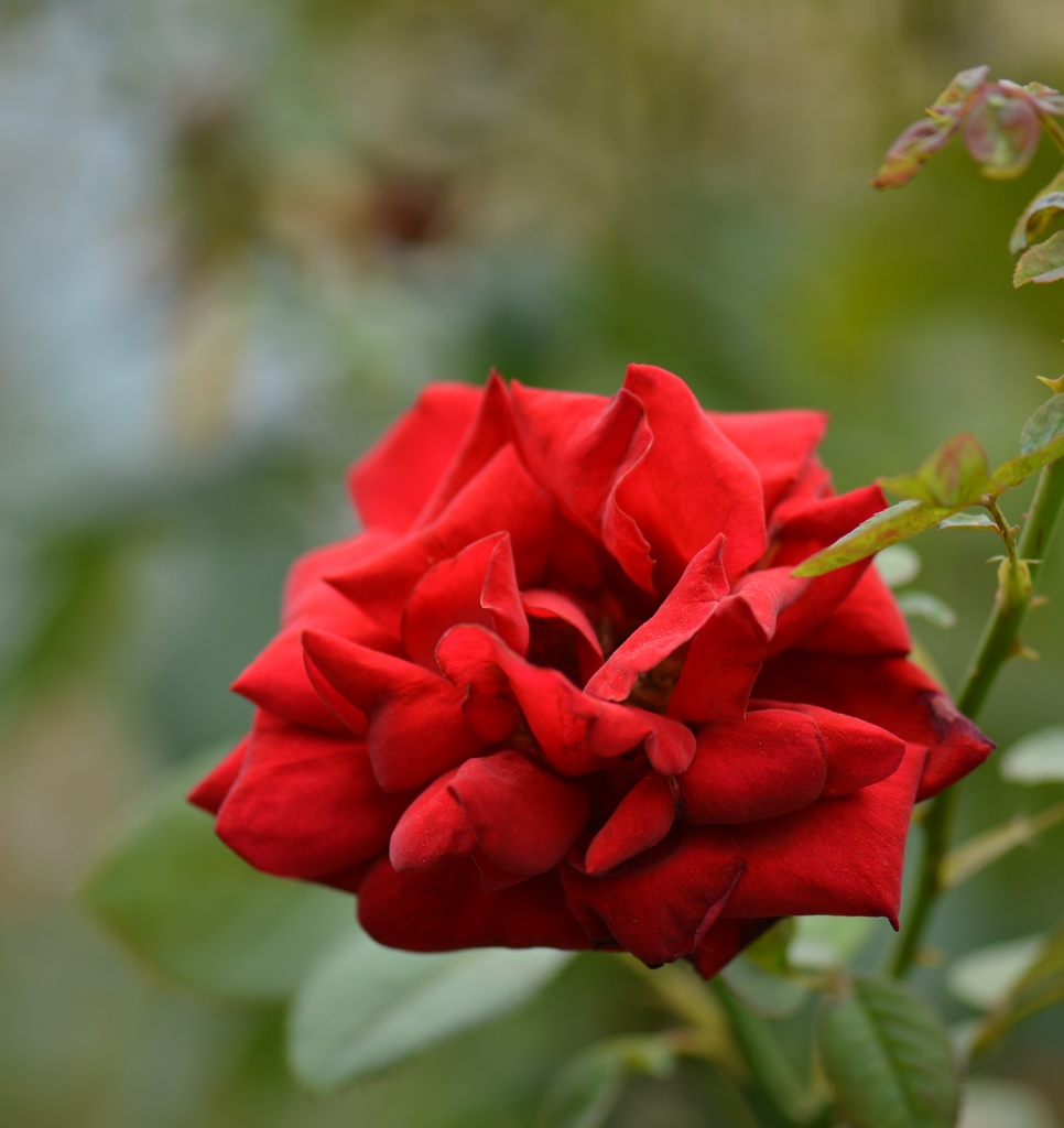 月季花 摄影 春江翁