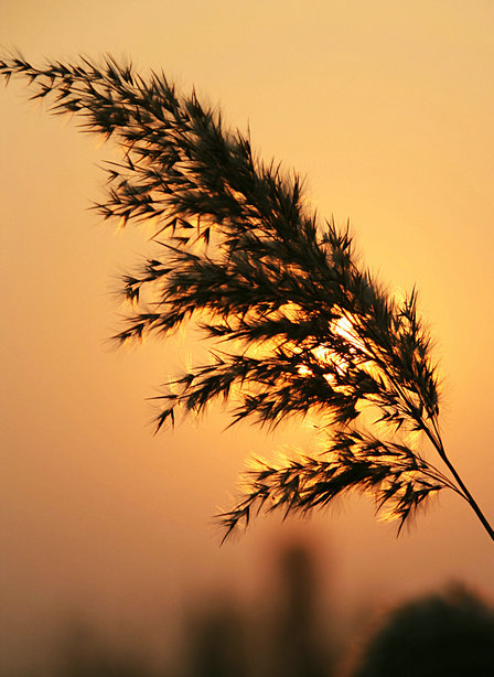 夕阳芦花 摄影 红日蓝天