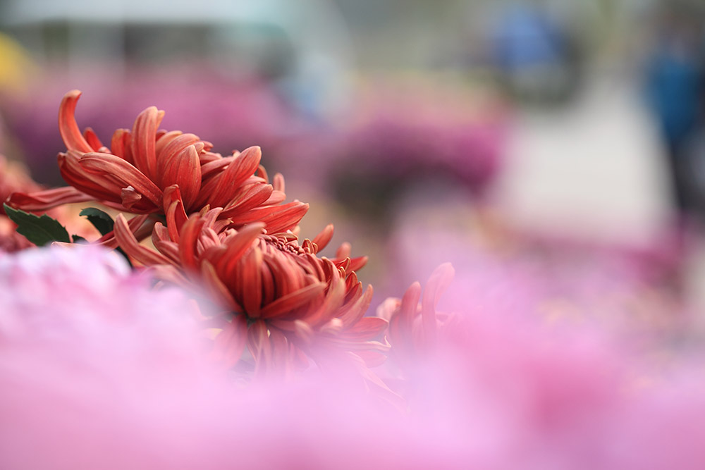 秋菊1 摄影 风光无限处