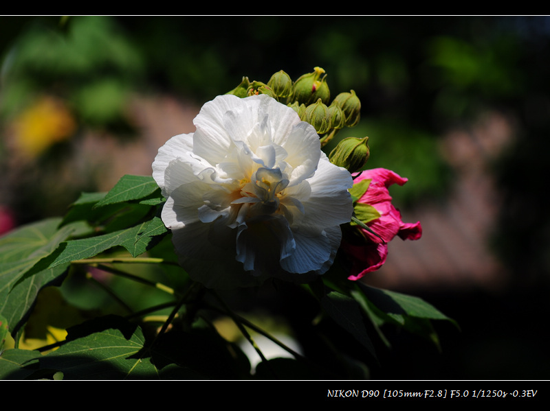 芙蓉盛开时 摄影 tjq