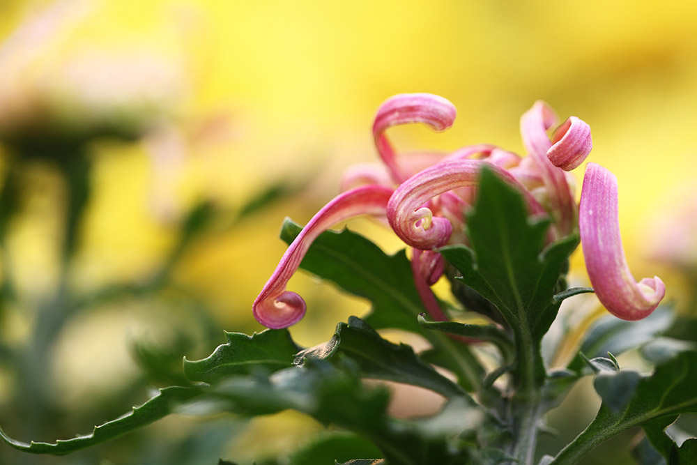 秋菊3 摄影 风光无限处