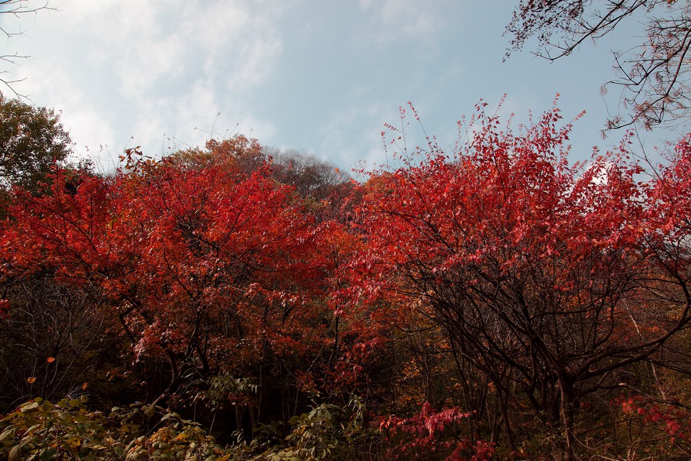 秋---秦岭分水岭 摄影 liyan