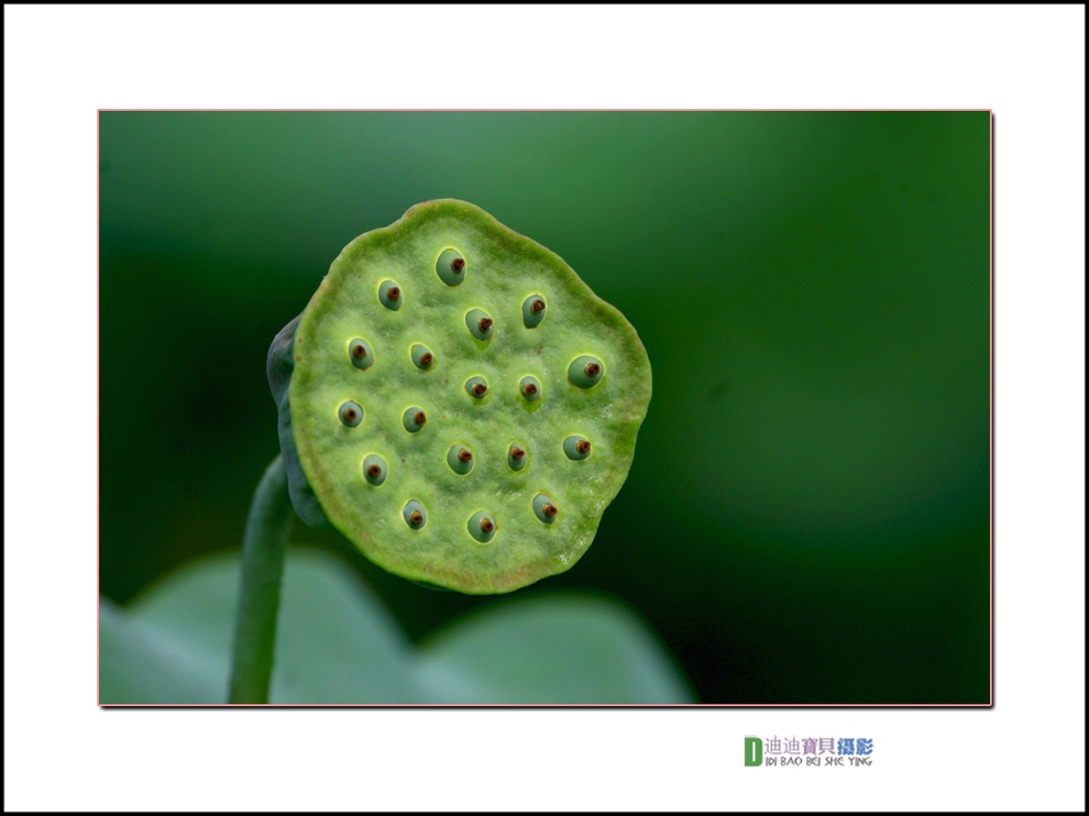 2013拍的荷花 摄影 迪迪宝贝