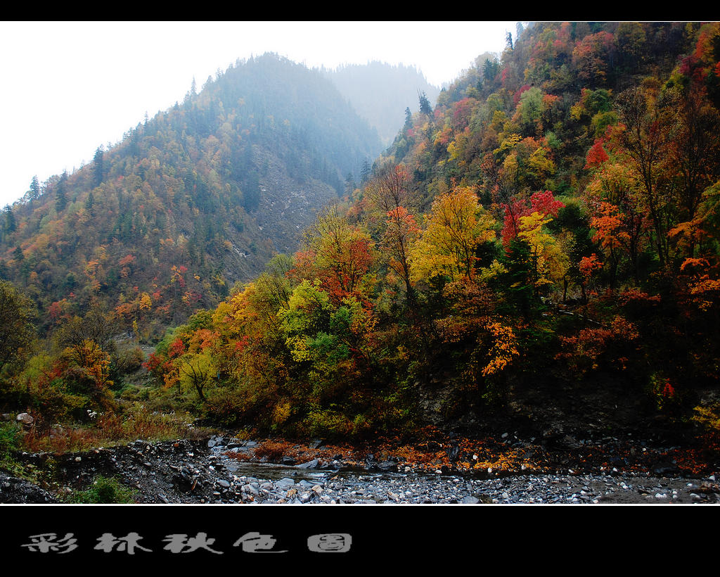 彩林  1 摄影 竹林後山人