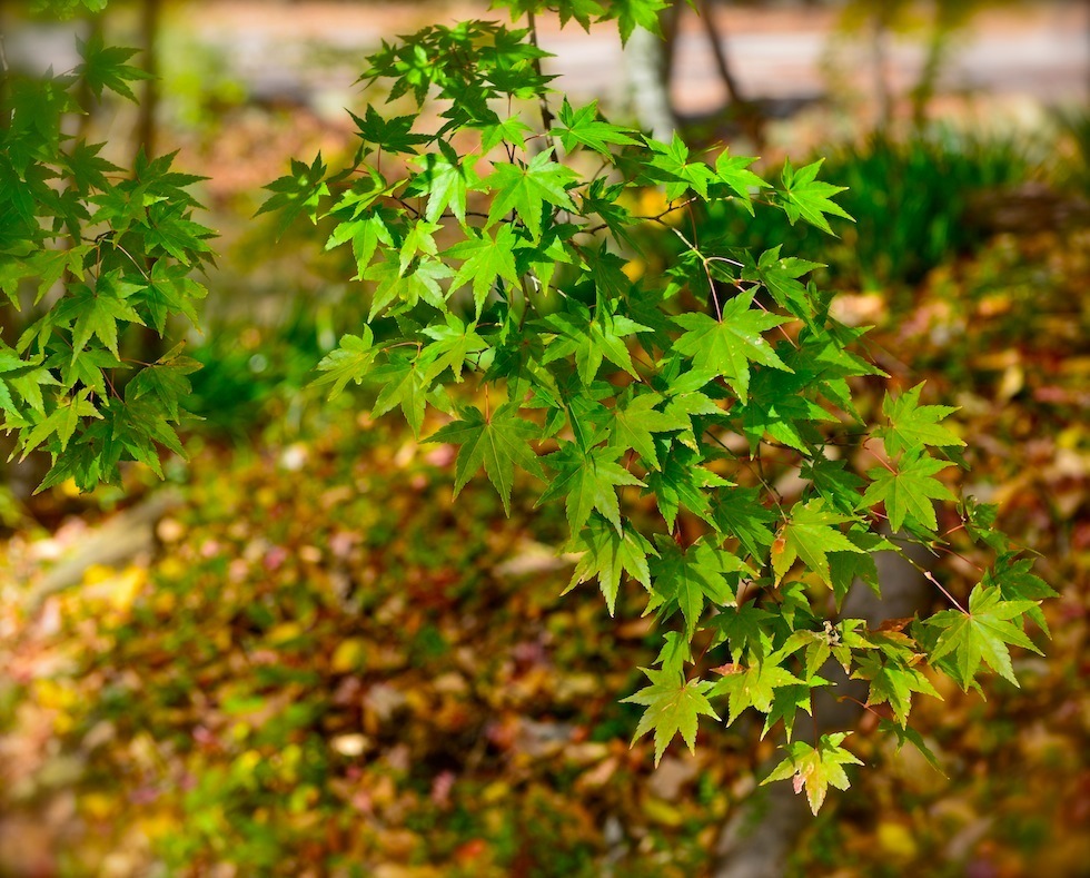 楓葉未紅時 摄影 楊戍子