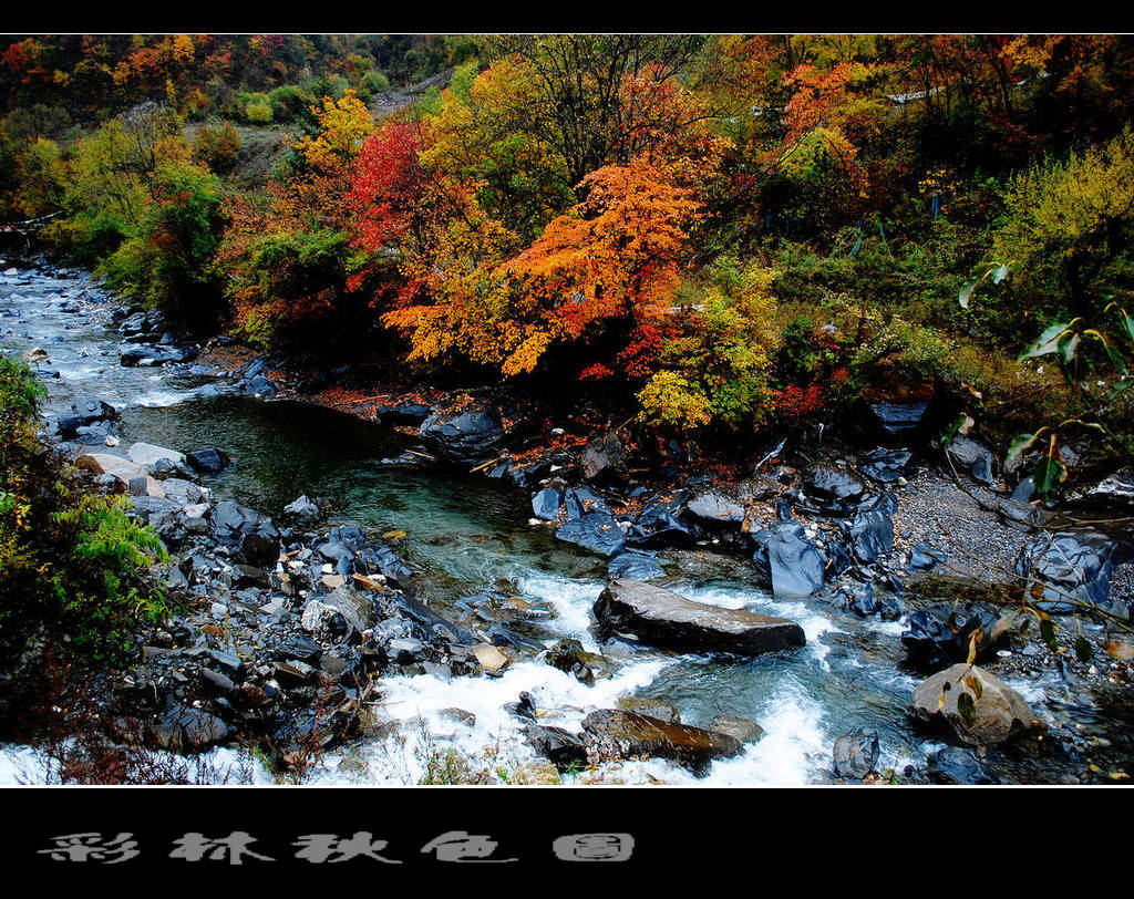 彩林 4 摄影 竹林後山人