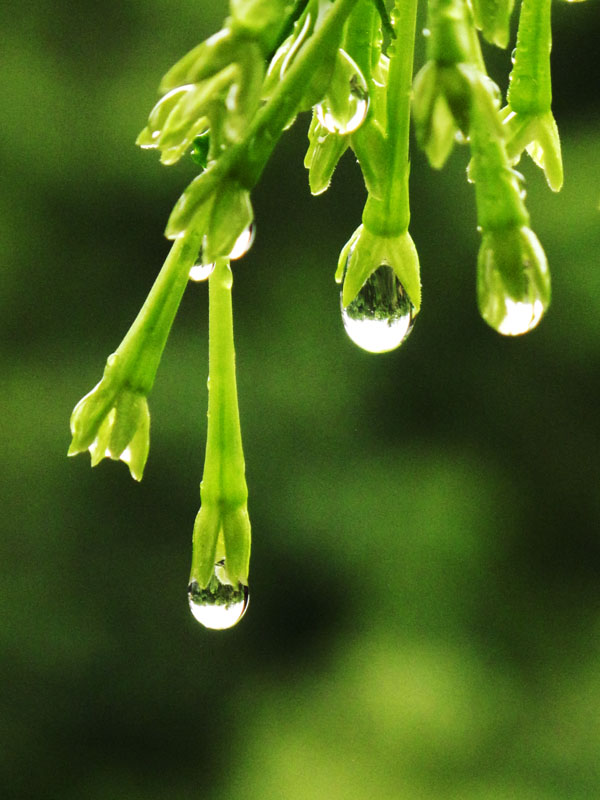 丁香花露 （原片） 摄影 快乐瞬间