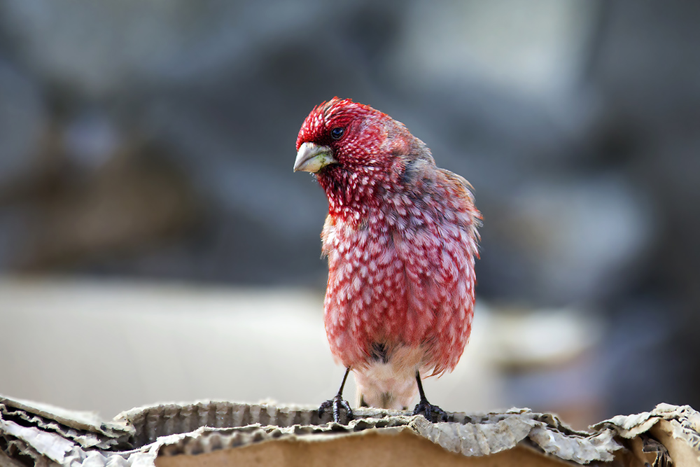 大朱雀 摄影 superbirdman