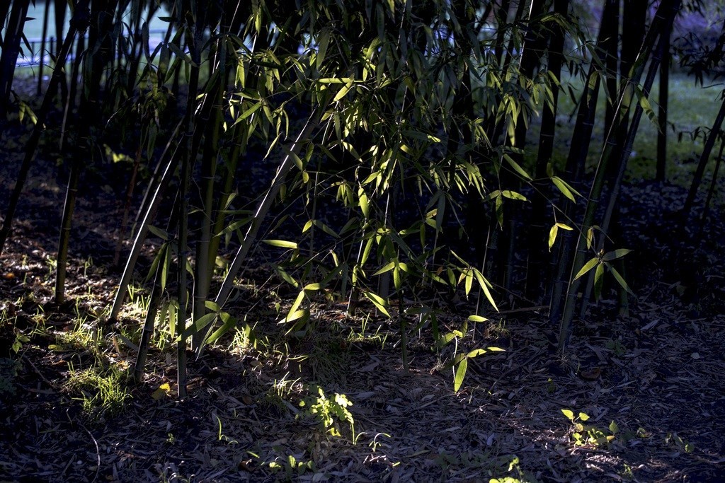 竹林小景 摄影 老秋树