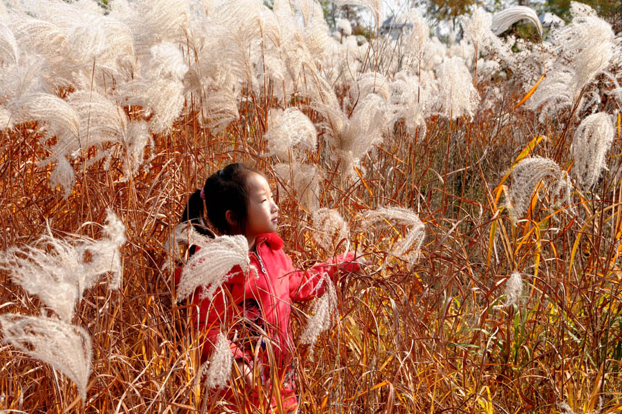 芦苇中的小女孩 摄影 十八淑子