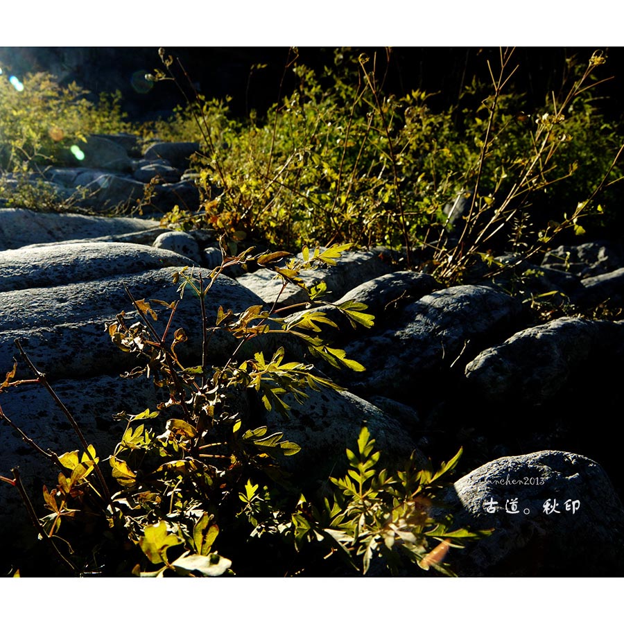 古道。秋印 摄影 随君