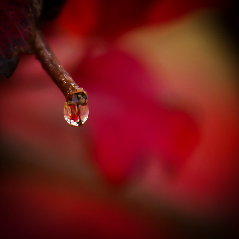 秋色 摄影 本溪秋雨