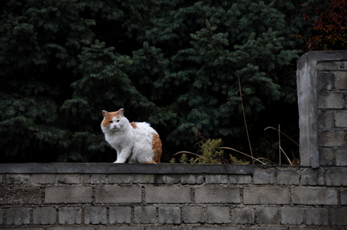 猫 摄影 萧伍