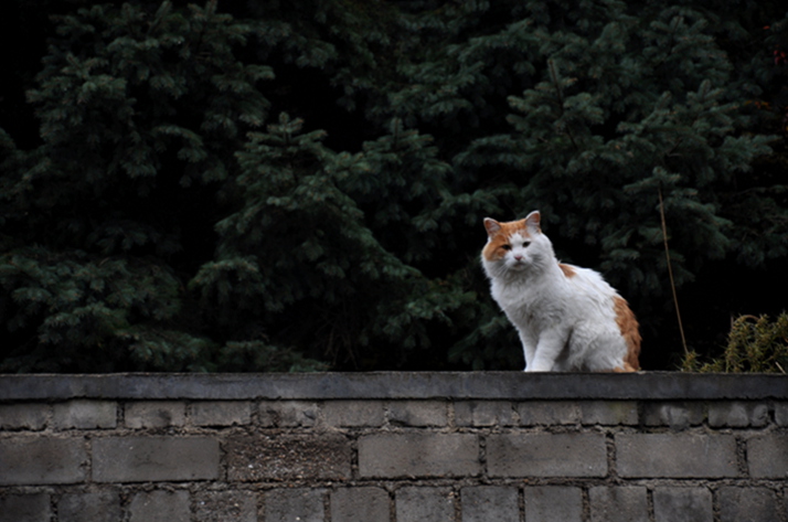 猫 摄影 萧伍