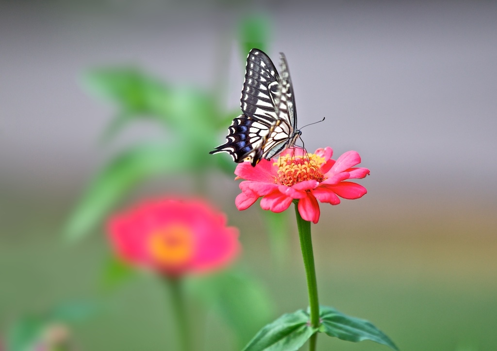 恋花 摄影 菊韵