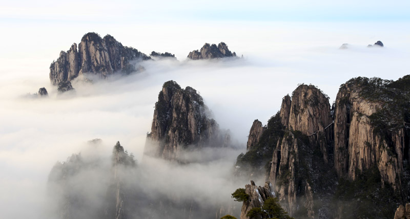 我看黄山5 摄影 老槐树