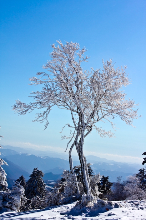 雪淞 摄影 白山居士