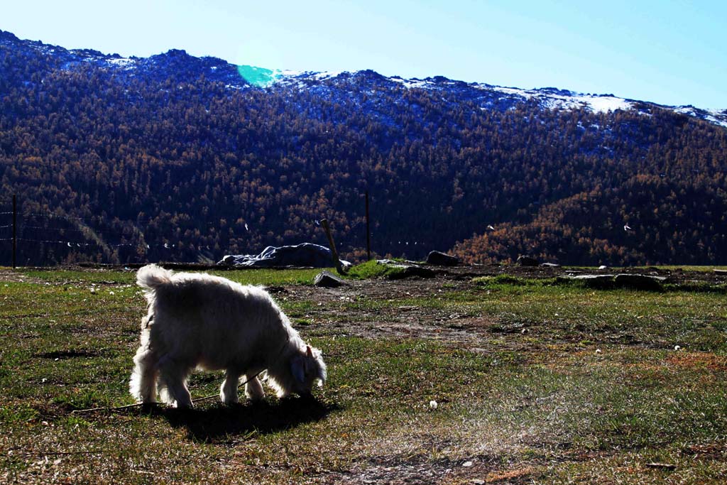 高山牧场 摄影 山野归真