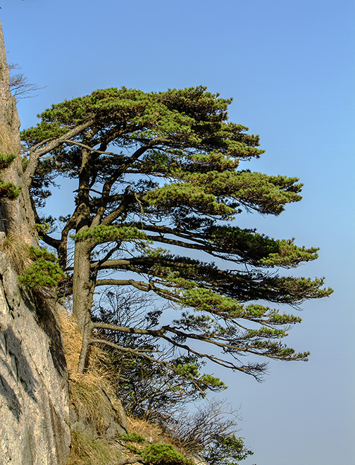 黄山松 摄影 箭飞