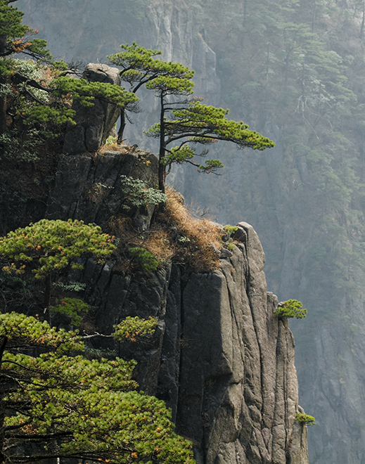 黄山松 摄影 箭飞